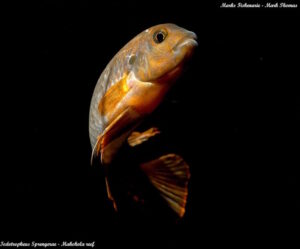 Iodotropheus sprengarae